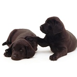 Black Labrador puppies