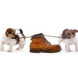 Jack Russell pups playing with a shoe