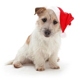 Jack Russell with Father Christmas hat