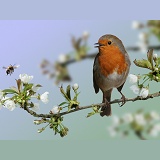 Robin on Cherry Blossom