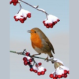 Robin on cotoneaster
