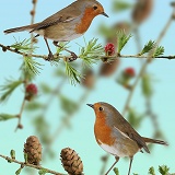 Robins on larch