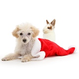 Poodle lying in a Father Christmas hat with young rabbit