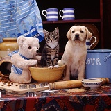 Yellow Labrador pup and kitten with cream teddy