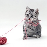 Kitten with pink wool