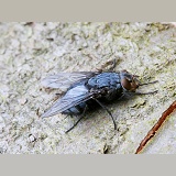 Bluebottle Fly