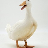 White duck