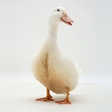 White duck