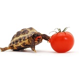 Young tortoise eating a tomato