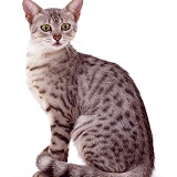 Silver spotted Egyptian Mau cat sitting