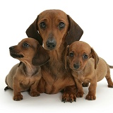 Dachshund mother and puppies