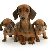 Dachshund mother and puppies