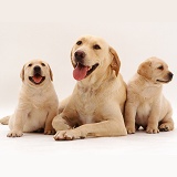 Yellow Labrador with her two puppies