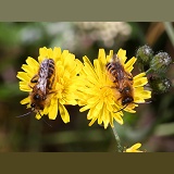 Hairy-legged Mining Bees on flowers