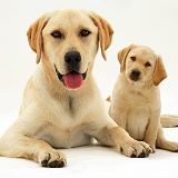 Yellow Labrador with pup