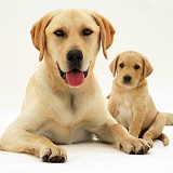 Yellow Labrador with pup