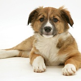 Sable Border Collie pup