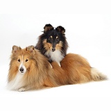 Two Shelties