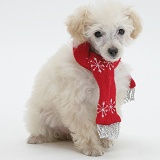 Poodle with scarf on