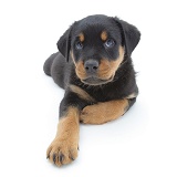 Rottweiler pup lying, head up