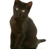 Black kitten