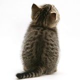 Tabby kitten, back view