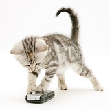 Silver tabby kitten with a mobile phone