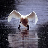 Mute Swan taking off