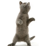 Grey kitten standing up