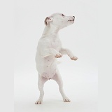 Jack Russell Terrier on hind legs