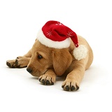 Yellow Labrador Retriever pup in a Santa hat