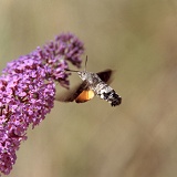 Hummingbird Hawkmoth