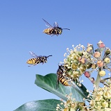 Wasps on ivy
