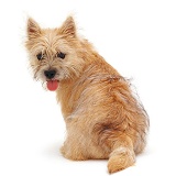 Cairn Terrier pup