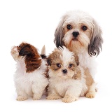 Shih-tzu mother and pups