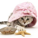 Kitten in hat