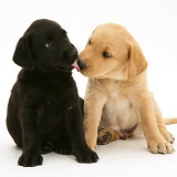 One black and one yellow Labrador pups