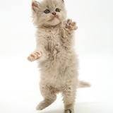 Kitten dancing