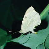 Large White laying eggs