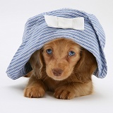 Dachshund puppy with hat on