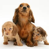 Dachshund with pups