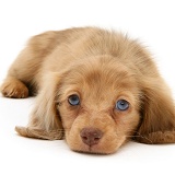 Dachshund pup lying down