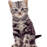 British Shorthair silver tabby kitten
