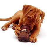 Dogue de Bordeaux chewing a shoe