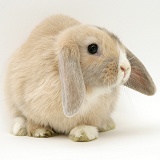 Fawn Dwarf Lop rabbit