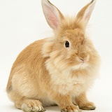 Sandy Lionhead-cross rabbit