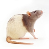 Agouti hooded rat