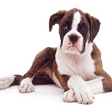 Brindle-and-white Boxer pup