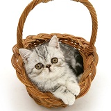 Silver tabby Exotic kitten in a wicker basket