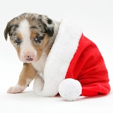 Merle Border Collie puppy in a Santa hat